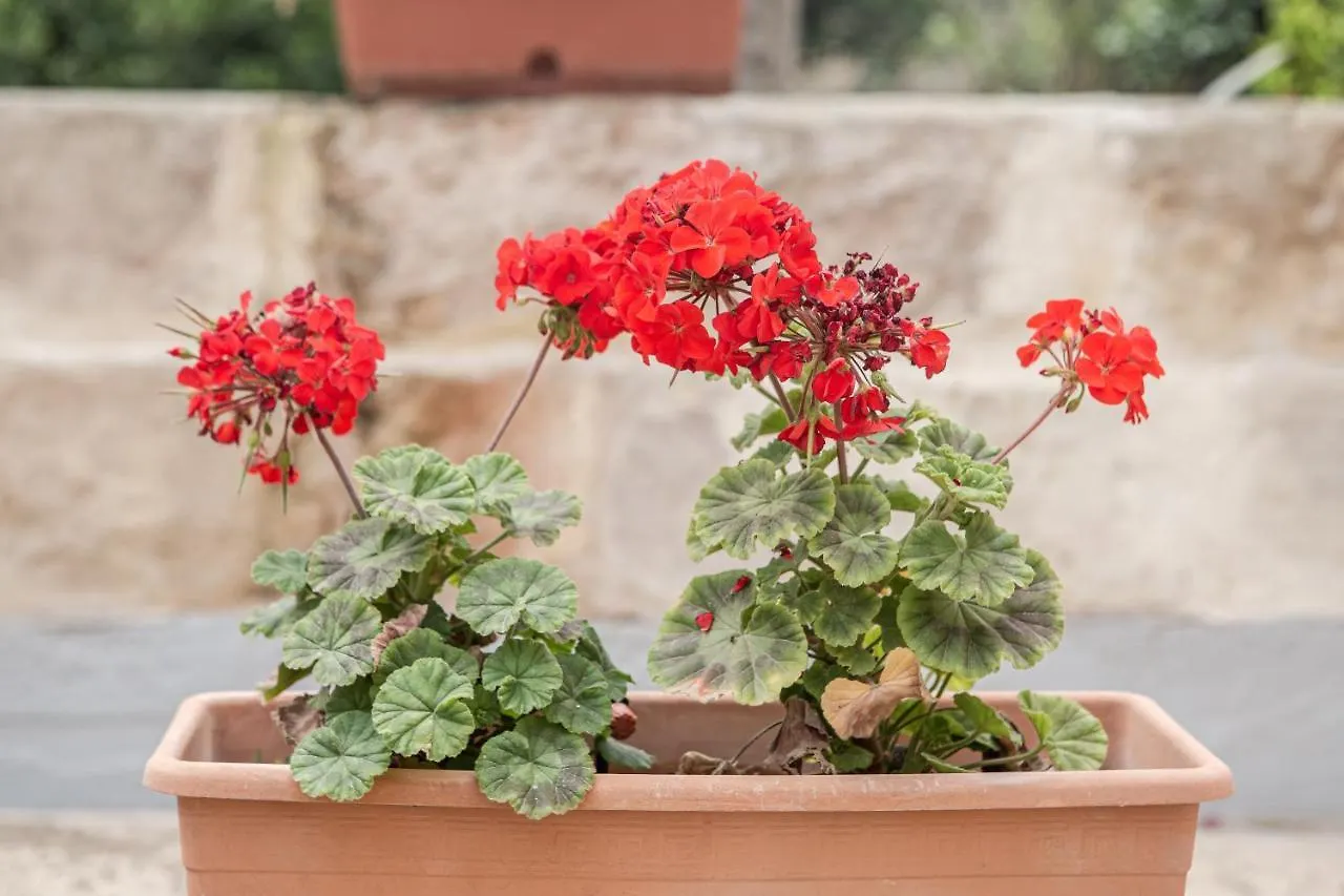 Ta' Bertu Host Family Bed & Breakfast Ħal Far
