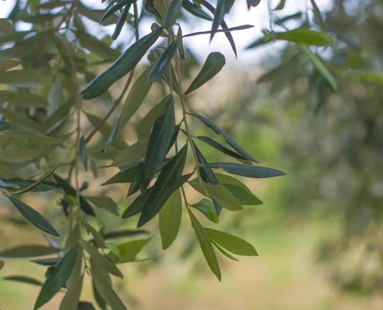 Ta' Bertu Host Family Bed & Breakfast Ħal Far